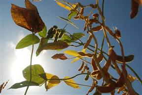 1230906w288.jpg