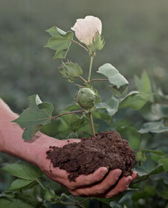 ecocotton.jpg